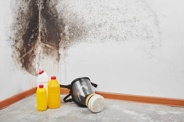 Best Residential Mold Removal  in Massapequa, NY