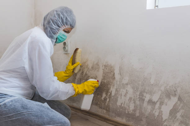 Best Attic Mold Removal  in Massapequa, NY