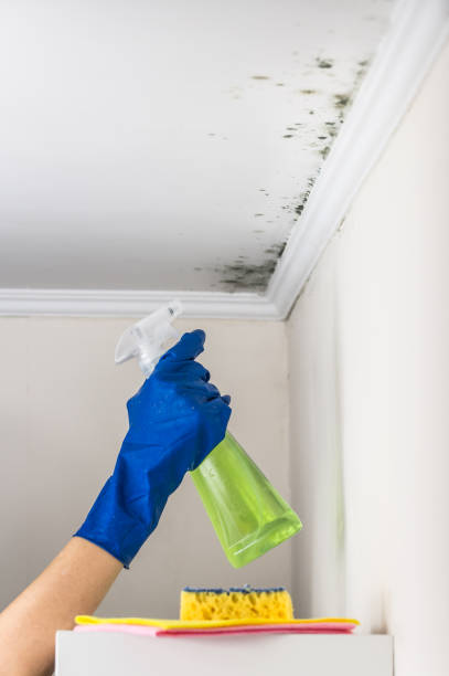 Attic Mold Removal in Massapequa, NY